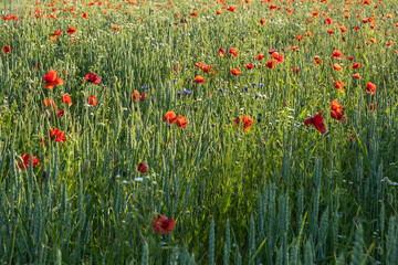 Fototapeta premium A far-off view of a blooming summer field with still unripe ears of grain, bright red poppies, delicate cornflowers and daisies in soft sunlight. Summer symbols.
