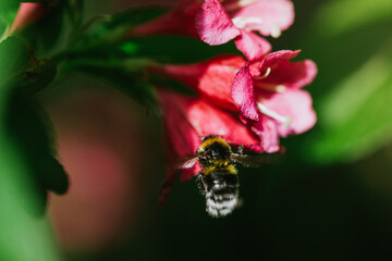 Obraz premium Bee on a flower