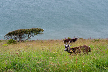 Feral goats graze on precipitous slope overlooking sea on rugged north Devon coast. NB The blue in...