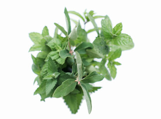 green herbal bouquet isolated on white background. cat mint, melissa and peppermint leaves as calming tea ingredients
