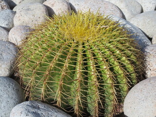 
Cactus