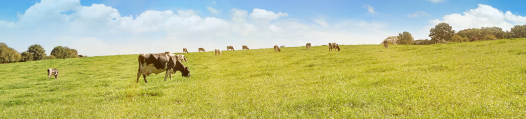 Cows grazing on a Field in Summertime - Cow Meadow Panorama