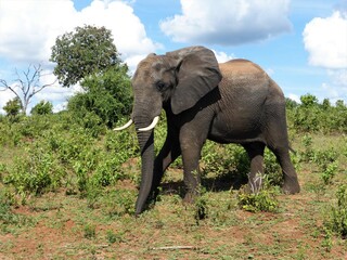 Elefantenbulle im Chobe Nationalpark