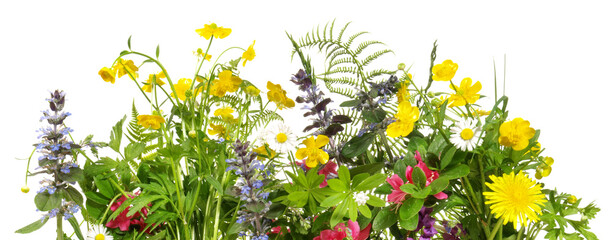 Wiesenblumen isoliert - Blumenwiese Panorama Freigestellt © ExQuisine