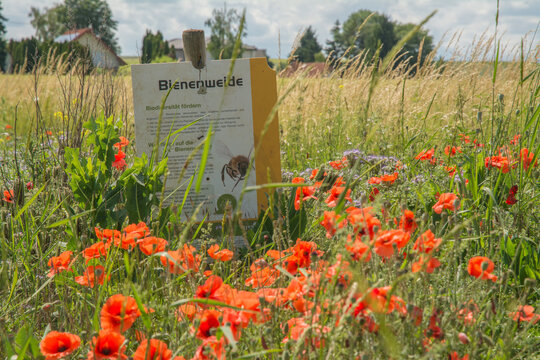 bienenweide in rheinhessen