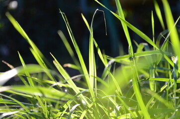 Fresh green grass and the sun, close-up