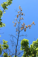 tree in the sky