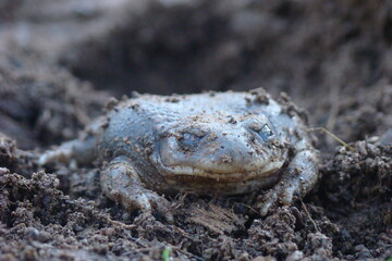Iberian Midwife Toad (Alytes cisternasii)