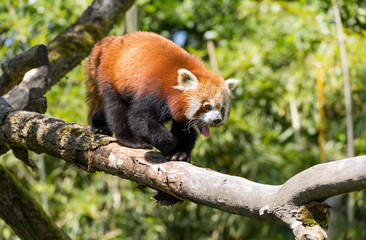 Red Panda on a tree 