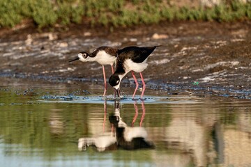 black crowned night heron