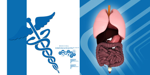

3d illustration human digestive system