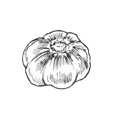 garlic vegetables vector graphics. Sketch doodle illustration hand drawn print textile. Vintage retro  set clipart spicy condiments foods
