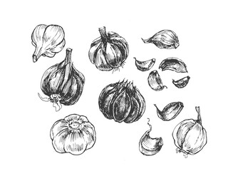 garlic vegetables vector graphics. Sketch doodle illustration hand drawn print textile. Vintage retro  set clipart spicy condiments foods
