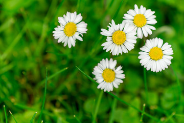 Shallow depth shot of couple of bellis in green grass on a sunny summer day. Bloom with blurred background.