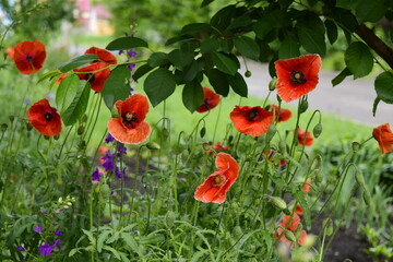 red poppies in the garden after rain