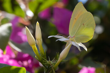 Butterfly on Pink Bougainvillea plant.