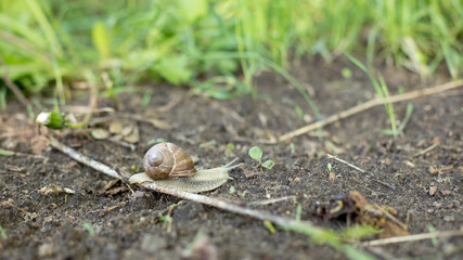 Snails in an early spring morning looking for moisture and nutrition