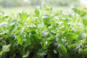 Fresh arugula leaves, microgreens, texture, spicy herbs, healthy plants, organic food
