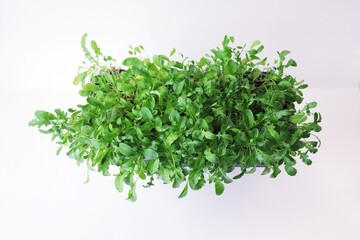 Arugula, microgreens in a box on a light background, useful plants, organic food