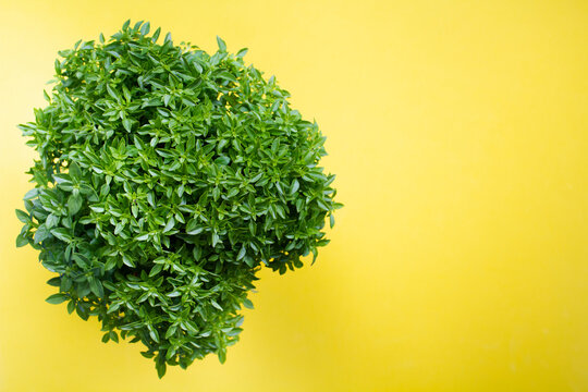 Top view of portuguese manjerico plant on yellow background with copy space