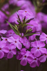 Fototapeta premium Flower in My garden