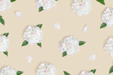 Layout of fresh peony flowers with white petals. Top view blossom peonies, summer flowering concept.