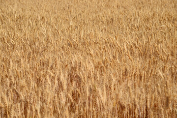 wheat farm