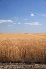 wheat farm