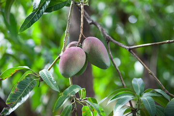 Close up of organic mango fruit on tree