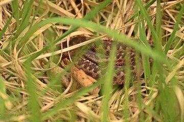 Junge Kreuzotter (Vipera berus) im Moor