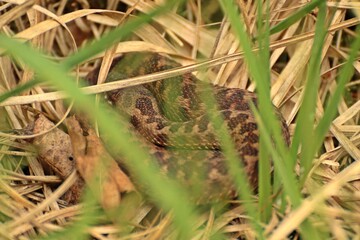 Junge Kreuzotter (Vipera berus) im Moor