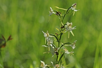 Ameisen melken Blattläuse auf Grünlicher Waldhyazinthe (Platanthera chlorantha)