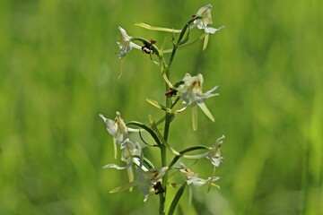 Obraz premium Ameisen melken Blattläuse auf Grünlicher Waldhyazinthe (Platanthera chlorantha)