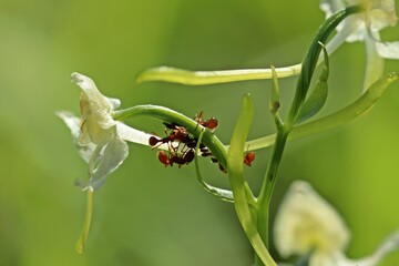 Ameisen melken Blattläuse auf Grünlicher Waldhyazinthe (Platanthera chlorantha)
