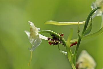 Ameisen melken Blattläuse auf Grünlicher Waldhyazinthe (Platanthera chlorantha)