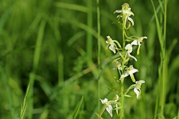 Grünliche Waldhyazinthe (Platanthera chlorantha).