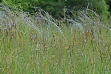 Federgras (Stipa cf. pulcherrima) in Mainfranken