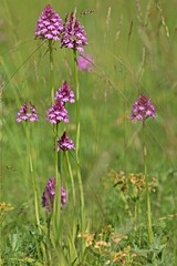 Pyramiden-Hundswurz (Anacamptis pyramidalis)