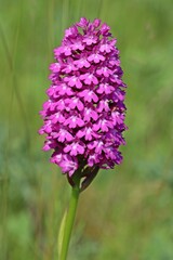 Pyramiden-Hundswurz (Anacamptis pyramidalis)