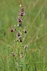 Hummel-Ragwurz (Ophrys holoserica).