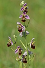 Hummel-Ragwurz (Ophrys holoserica).