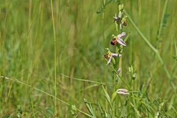 Bienen-Ragwurz (Ophrys apifera).