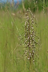 Bocks-Riemenzunge (Himantoglossum hircinum)