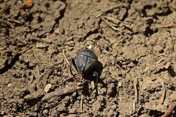 Matter Pillenwälzer oder Matter Pillendreher (Sisyphus schaefferi)