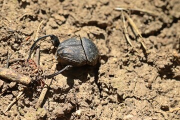 Matter Pillenwälzer oder Matter Pillendreher (Sisyphus schaefferi)