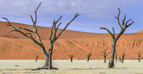 Fototapeta na wymiar Sossusvlei (Dead Vlei), Namibia.