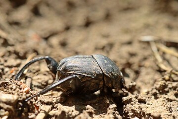 Matter Pillenwälzer oder Matter Pillendreher (Sisyphus schaefferi)