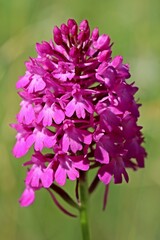 Pyramiden-Hundswurz (Anacamptis pyramidalis)
