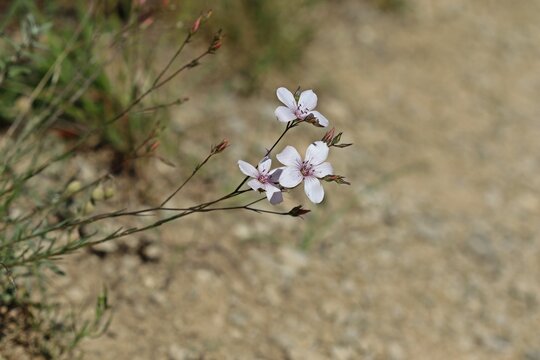 Schmalbl&auml;ttriger Lein (Linum tenuifolium)