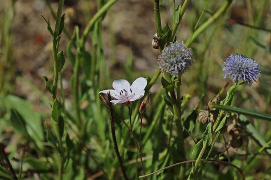Schmalbl&auml;ttriger Lein (Linum tenuifolium) und Echte Kugelblume (Globularia bisnagarica)